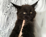 Кошки в других городах Красноярского края: Мейн-кун котята из питомника Мальчик, 35 000 руб. - фото 1