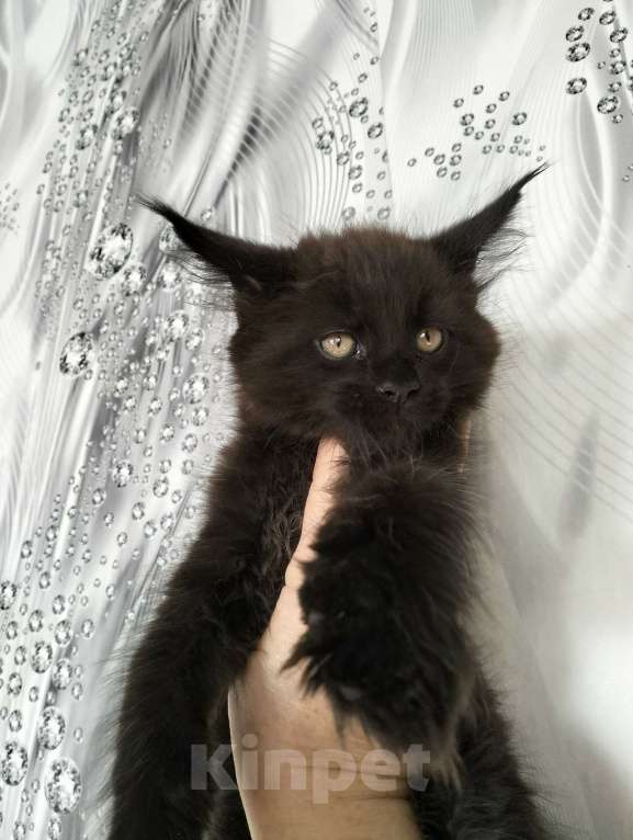 Кошки в других городах Красноярского края: Мейн-кун котята из питомника Мальчик, 35 000 руб. - фото 1