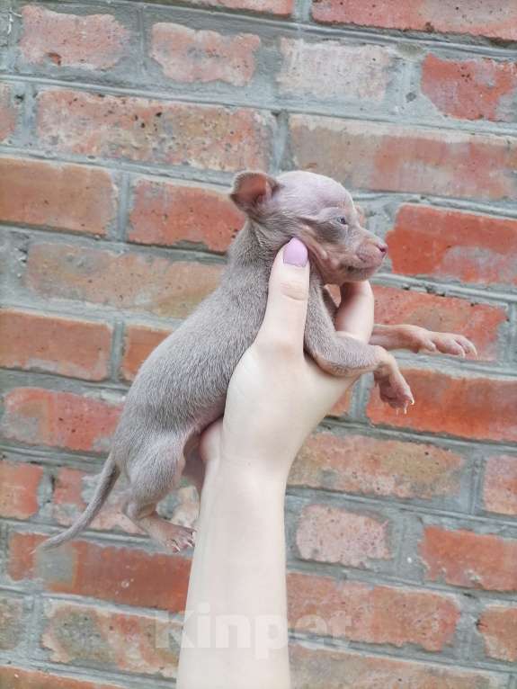 Собаки в Новочеркасске: Русский Той-терьер  Девочка, 10 000 руб. - фото 7