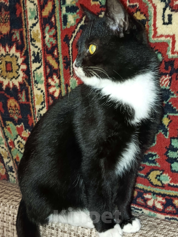 Кошки в других городах Московской области: Котик Ричи в добрые руки  Мальчик, Бесплатно - фото 2