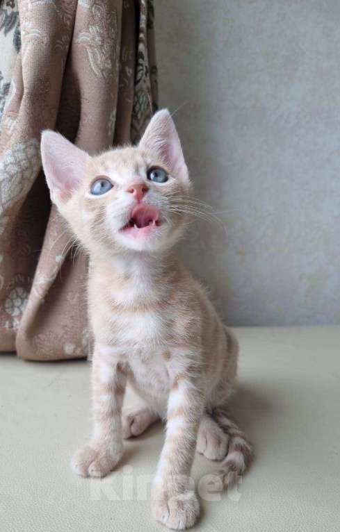 Кошки в Санкт-Петербурге: Котенок рыжий бежевый львенок 2 месяца Мальчик, Бесплатно - фото 6