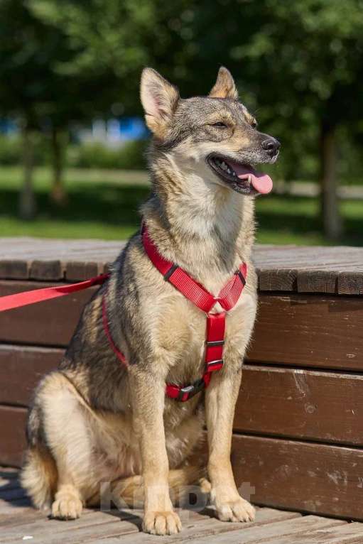 Собаки в Москве: Леди — собака, с которой легко и спокойно. Девочка, Бесплатно - фото 3