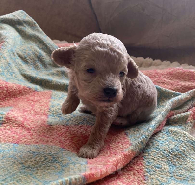 Собаки в Санкт-Петербурге: Очаровательная девочка той пуделя Девочка, Бесплатно - фото 5