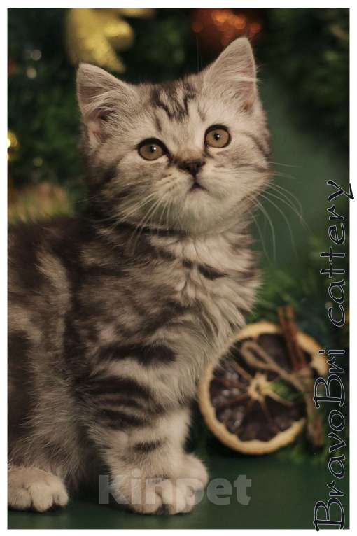 Кошки в Сургуте: Британский короткошерстный котенок Мальчик, 50 000 руб. - фото 5