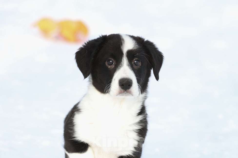 Собаки в Москве: Вельш корги кардиган-мальчик Мальчик, 50 000 руб. - фото 2