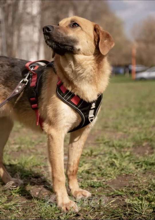 Собаки в Москве: Руфус ищет дом Мальчик, Бесплатно - фото 2