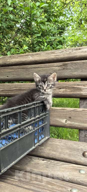 Кошки в Ставрополе: Котёнок  Девочка, 100 руб. - фото 3