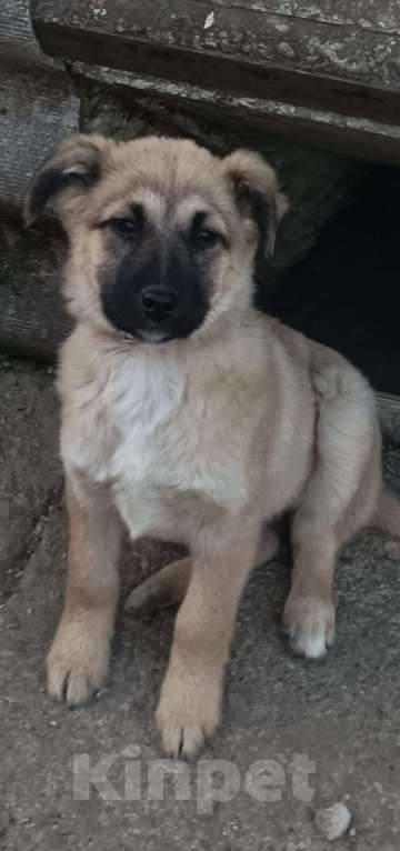 Собаки в других городах Краснодарского края: В добрые руки Девочка, 100 руб. - фото 2