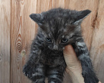 Кошки в Омске: Котята в добрые руки Мальчик, Бесплатно - фото 2