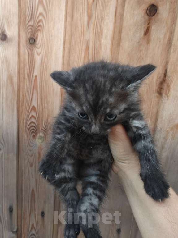 Кошки в Омске: Котята в добрые руки Мальчик, Бесплатно - фото 2