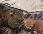 Кошки в Челябинске: Вислоухий котенок – истинный Мандарин! 🍊🐾 Мальчик, 5 000 руб. - фото 4