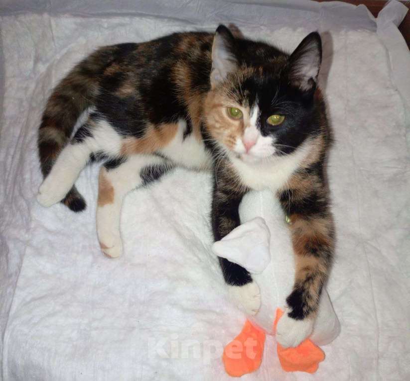 Кошки в Москве: Трехцветный котенок Умка в добрые руки Девочка, 1 руб. - фото 8