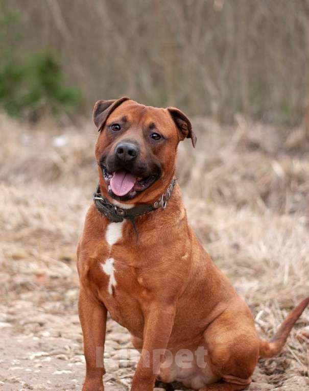Собаки в Москве: Ярко-рыжий питбуль ПашА в добрые руки Мальчик, Бесплатно - фото 5