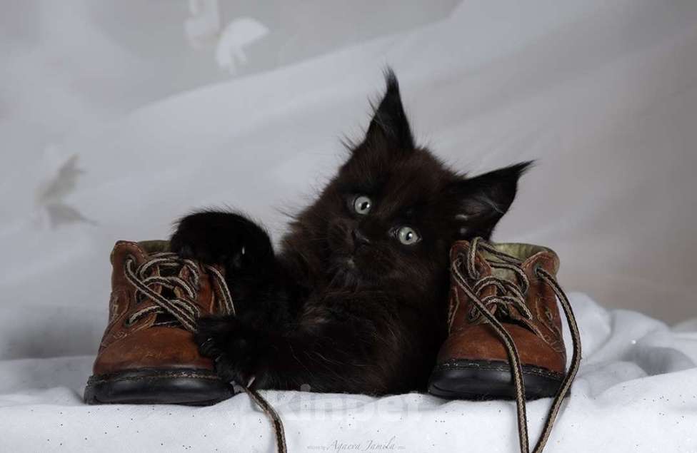 Кошки в Москве: Амиго - ваш лучший друг Мальчик, 150 000 руб. - фото 9