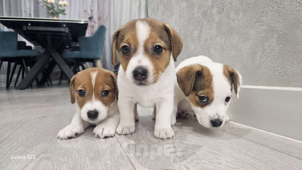 Собаки в Перми: Джек-рассел терьер Мальчик, Бесплатно - фото 2