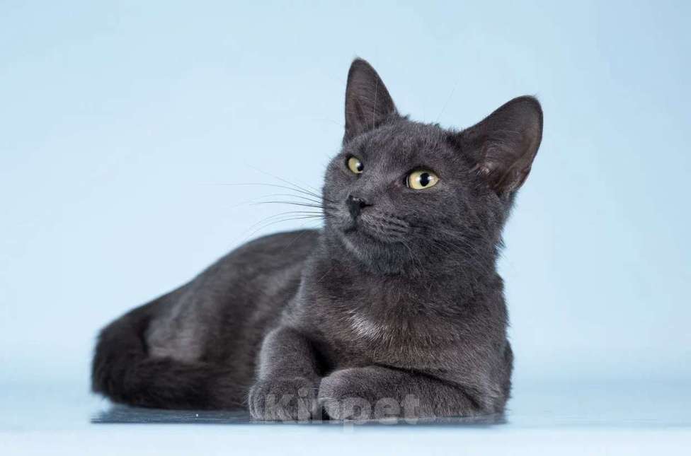 Кошки в Москве: АЛИСА ИЩЕТ ДОМ Девочка, Бесплатно - фото 3