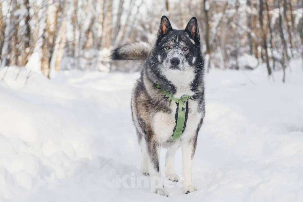 Собаки в Москве: Басти ищет дом Мальчик, Бесплатно - фото 4