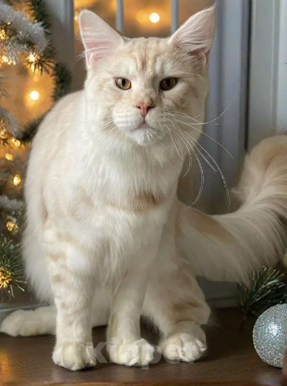 Кошки в Москве: МЕЙН-КУН Мальчик, 100 000 руб. - фото 1