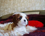 Собаки в Ногинске: Малышка девочка очень перспективная на выставки  Девочка, 100 000 руб. - фото 4