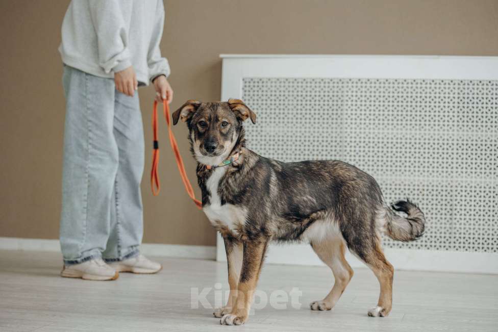 Собаки в Москве: Щенок бесплатно в Москве Девочка, Бесплатно - фото 5