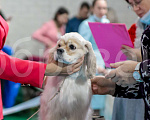 Собаки в Москве: Американский кокер спаниель Мальчик, 50 000 руб. - фото 1
