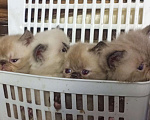 Кошки в Ливны: Экзоты, 10 000 руб. - фото 5