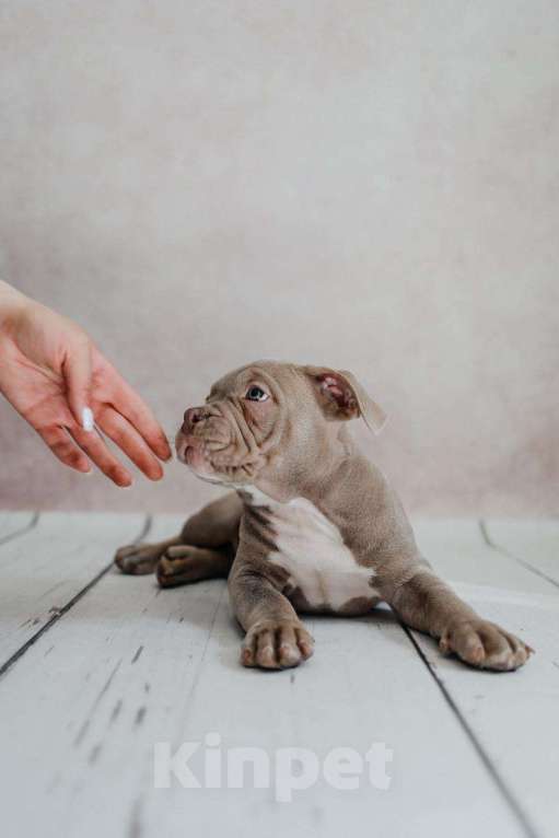 Собаки в Иркутске: Американский булли Мальчик, 120 000 руб. - фото 7