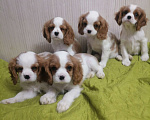 Собаки в Москве: Кавалер Кинг Чарльз спаниель Мальчик, 70 000 руб. - фото 4