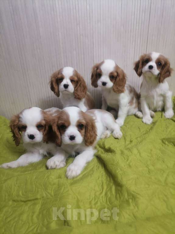 Собаки в Москве: Кавалер Кинг Чарльз спаниель Мальчик, 70 000 руб. - фото 4