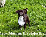 Собаки в Санкт-Петербурге: Тэффи в шоколаде ждёт Вас чихуахуа Девочка, 50 000 руб. - фото 6