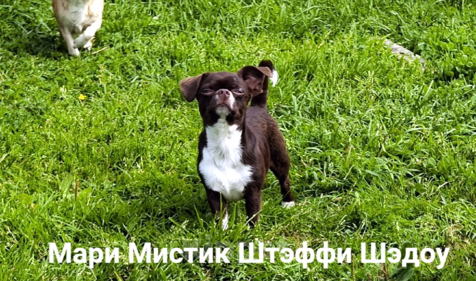 Собаки в Санкт-Петербурге: Тэффи в шоколаде ждёт Вас чихуахуа Девочка, 50 000 руб. - фото 6