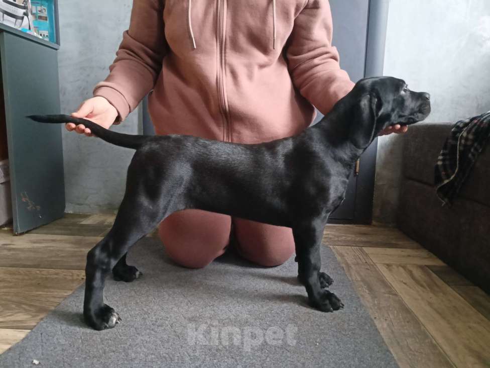 Собаки в Белом Калитве: Щенки Кане-корсо Мальчик, 50 000 руб. - фото 2