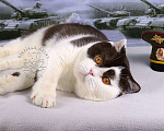 Кошки в Санкт-Петербурге: Молодой британский котик закончил племпрограмму питомника Мальчик, 5 000 руб. - фото 5