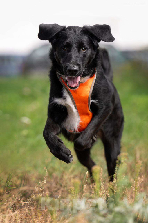 Собаки в Москве: Галактика ищет любящую семью  Девочка, Бесплатно - фото 3