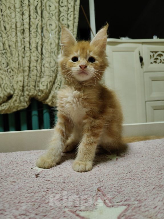 Кошки в Анапе: Продам котят породы Мейн-Кун Мальчик, 35 000 руб. - фото 2