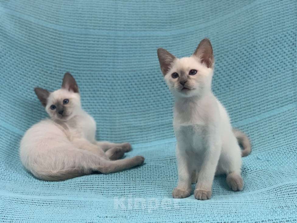 Кошки в Москве: ✨Тайский котёнок лайлак-пойнт, 3 месяца ✨ Мальчик, Бесплатно - фото 3