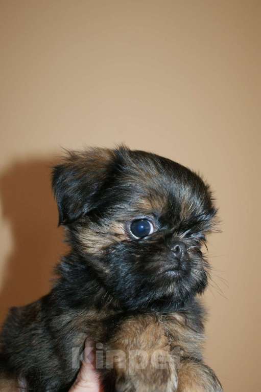 Собаки в Всеволожске: щенок Мальчик, 50 000 руб. - фото 1