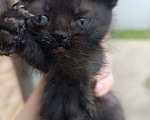Кошки в Аксае: Котята в добрые руки Мальчик, Бесплатно - фото 3