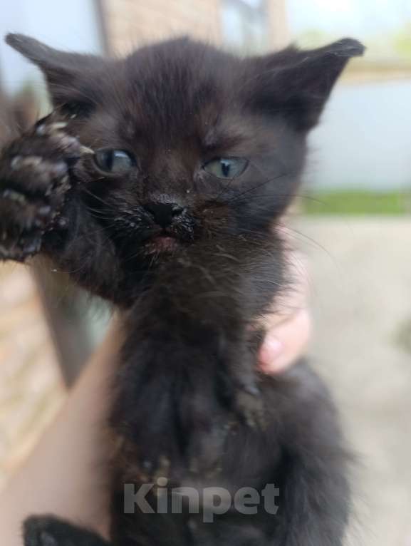 Кошки в Аксае: Котята в добрые руки Мальчик, Бесплатно - фото 3