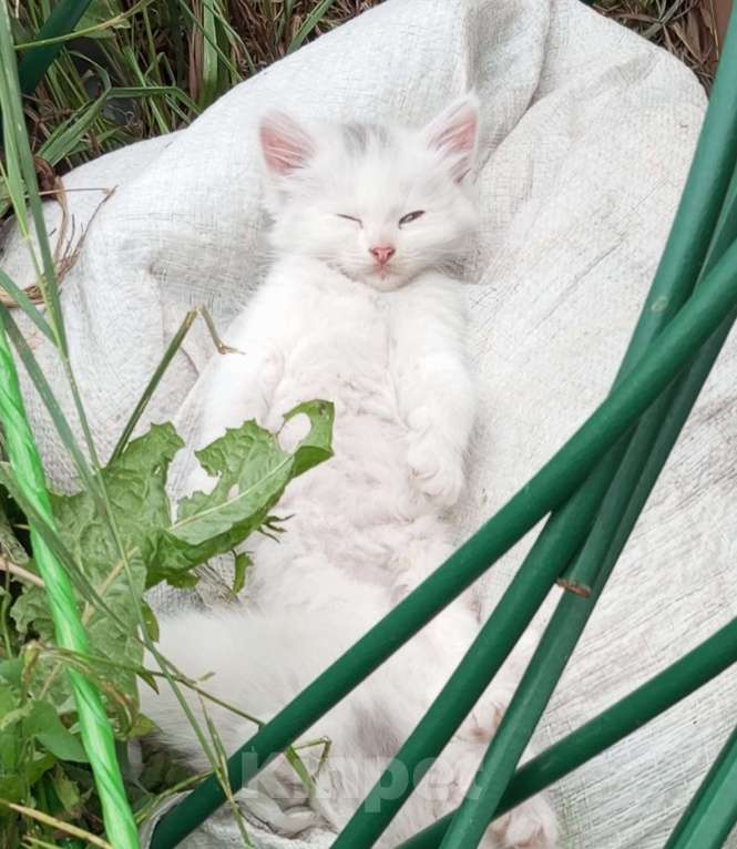 Кошки в других городах Пензенской области: Кошечка в добрые руки Девочка, Бесплатно - фото 3