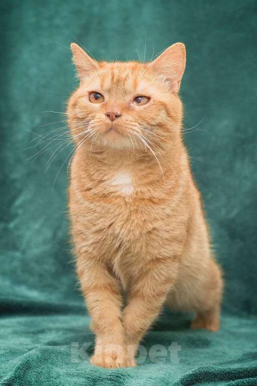 Кошки в Москве: Рыжий, наглый, неотразимый кот Мальчик, Бесплатно - фото 3