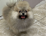 Собаки в Калининграде: Померанский шпиц  Мальчик, 28 000 руб. - фото 3