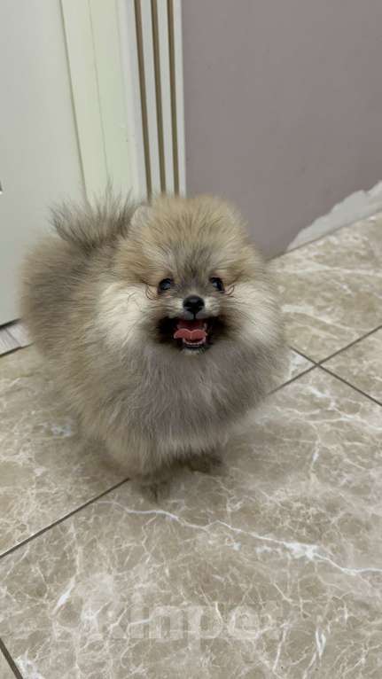 Собаки в Калининграде: Померанский шпиц  Мальчик, 28 000 руб. - фото 3