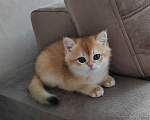 Кошки в Хабаровске: Британский котёнок золотая шиншилла ny 12 Мальчик, 55 000 руб. - фото 3