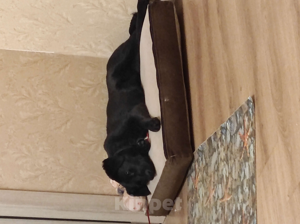 Собаки в Королеве: Щеночек добродушный  Девочка, Бесплатно - фото 1