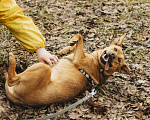 Собаки в Москве: Собака в добрые руки Девочка, Бесплатно - фото 5