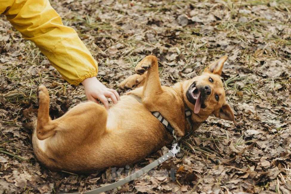 Собаки в Москве: Собака в добрые руки Девочка, Бесплатно - фото 5