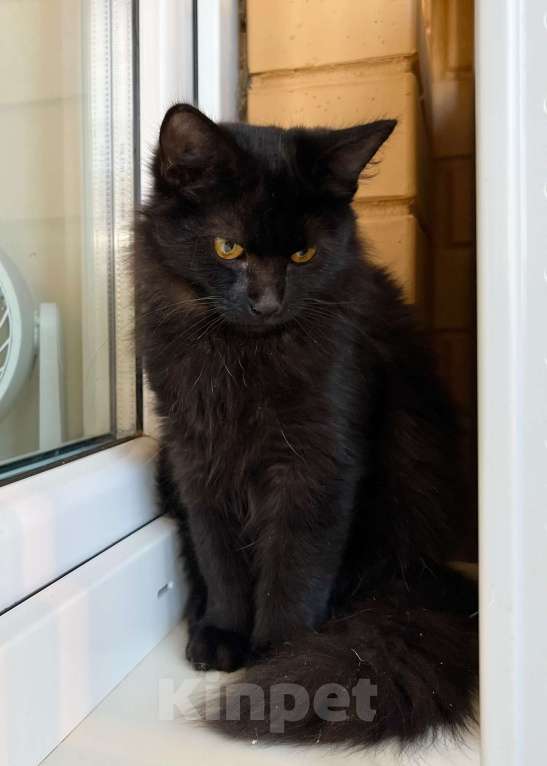 Кошки в Москве: Чудесная пушистая Пушинка, котенок в добрые руки Девочка, Бесплатно - фото 7