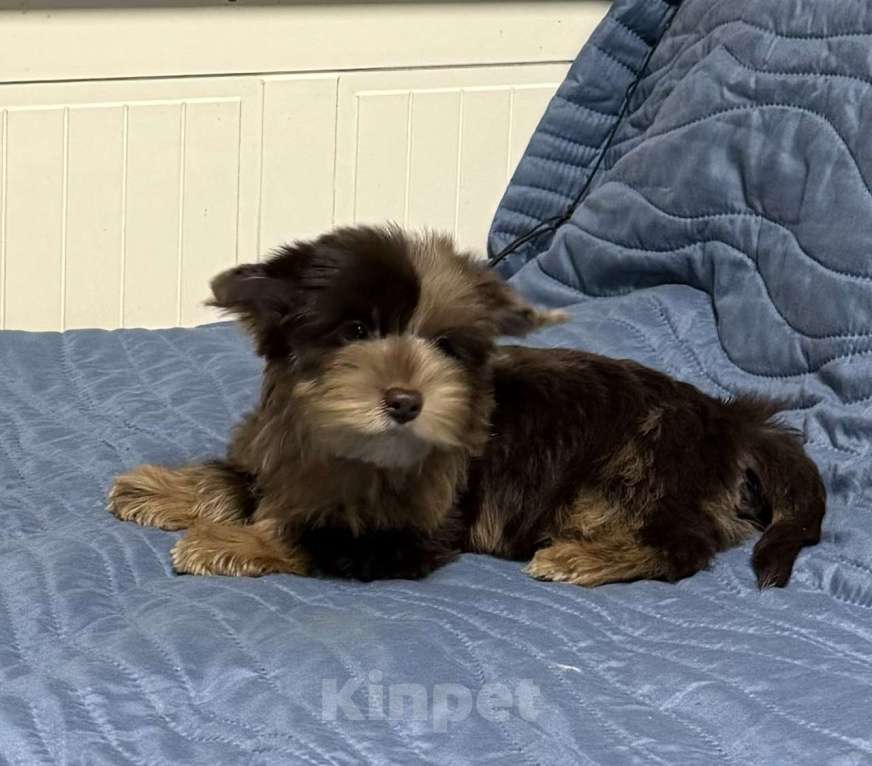 Собаки в Жуковском: Очаровательные щенки цветного йорка Мальчик, 25 000 руб. - фото 3