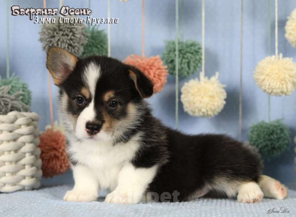 Собаки в Москве: Чакибусенок #6 очень серьезная малышка триколор Круэлла  Девочка, Бесплатно - фото 3